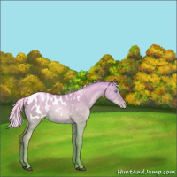 Horse Color:Silver Grullo Pearl Appaloosa 
