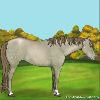 Horse Color:Grullo Pearl Snowflake Varnish 
