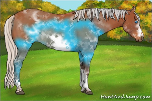 Horse Color:White Spotted Silver Bay Frame Rabicano 
