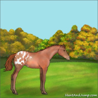 Horse Color:Brown Pearl Blanket Rabicano 
