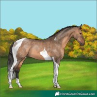 Horse Color:Brown Dun Tobiano 