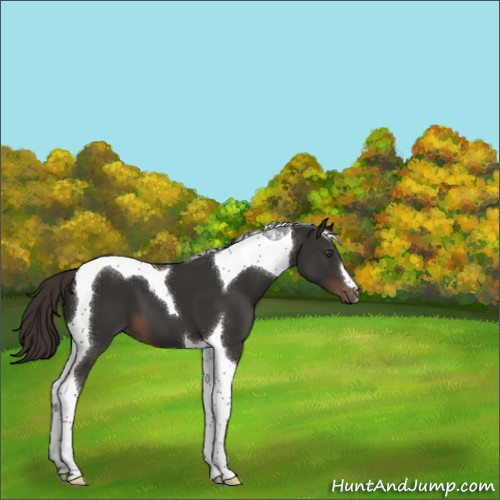 Horse Color:Liver Chestnut Tobiano 