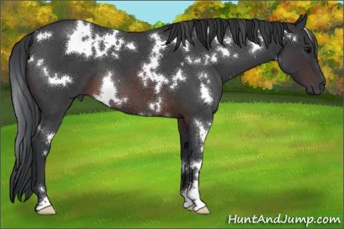 Horse Color:White Spotted Brown Roan 