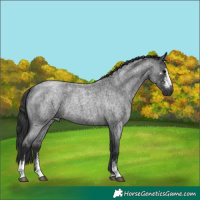 Horse Color:Blue Roan Sabino