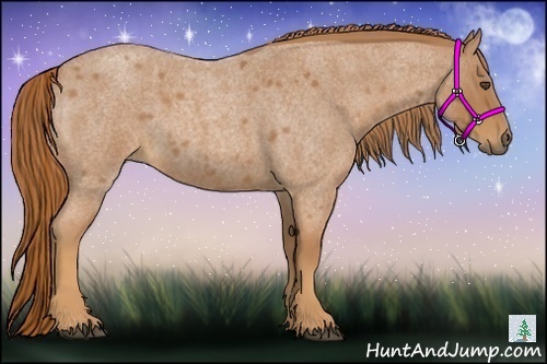 Horse Color:Red Roan 