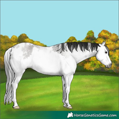 Horse Color:Gray White Spotted Smoky Grullo Roan Splash 