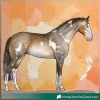 Horse Color:Gray White Spotted Sable Cream Champagne Splash