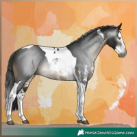 Horse Color:Gray Buckskin Sabino Splash Tobiano Rabicano 