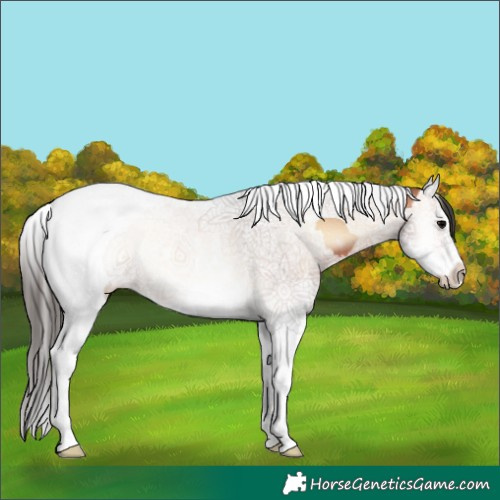 Horse Color:Bay Onyx Splash Tobiano