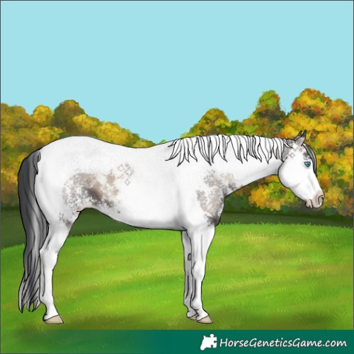 Horse Color:Blue Onyx Sabino Splash Tobiano 