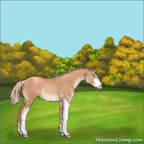 Horse Color:Gold Champagne Sabino Appaloosa 