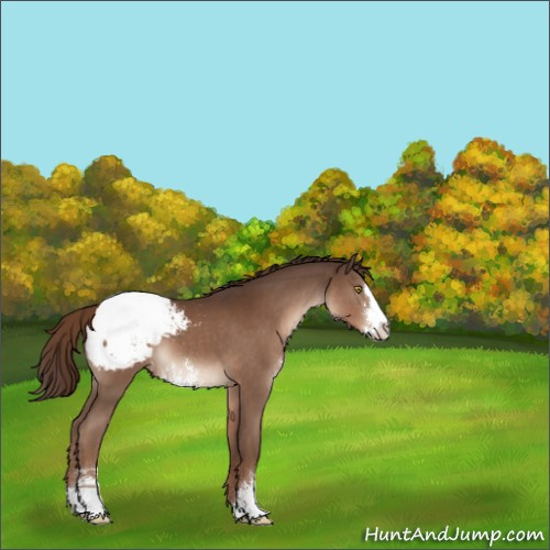 Horse Color:Liver Chestnut Sabino Appaloosa 