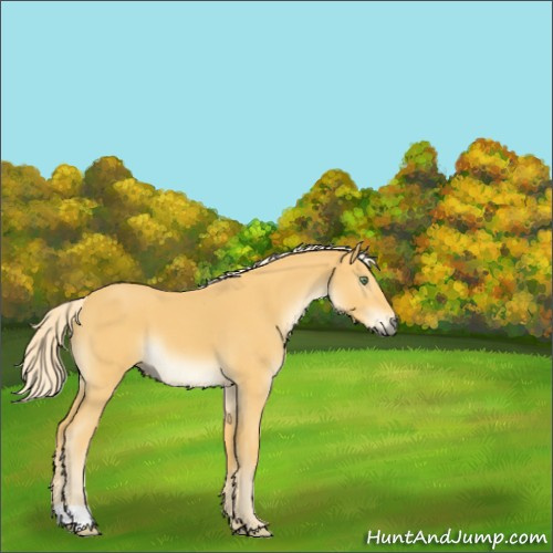 Horse Color:Palomino Roan 
