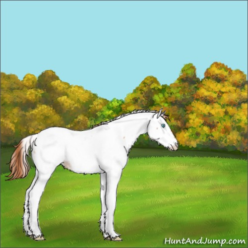 Horse Color:Buckskin Pearl Tobiano Appaloosa