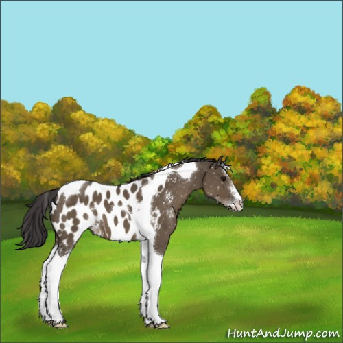 Horse Color:Smoky Grullo Sabino Tobiano Appaloosa 