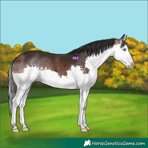 Horse Color:Brown Splash 