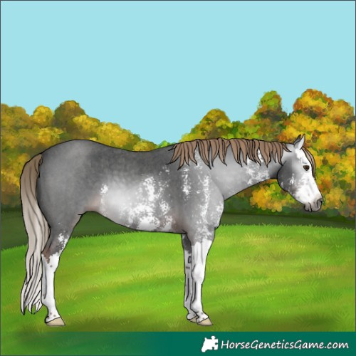 Horse Color:Gray Liver Chestnut Sabino Splash