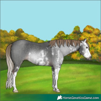 Horse Color:Gray Liver Chestnut Sabino Splash 