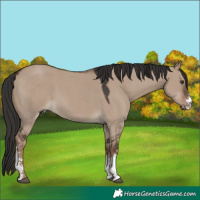 Horse Color:Liver Red Dun Sabino 