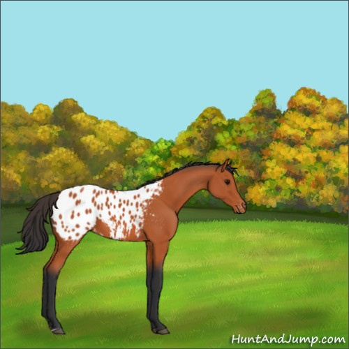 Horse Color:Bay Appaloosa