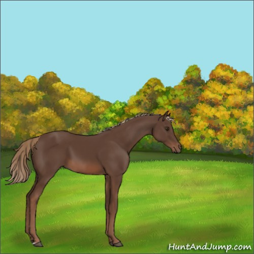 Horse Color:Liver Chestnut