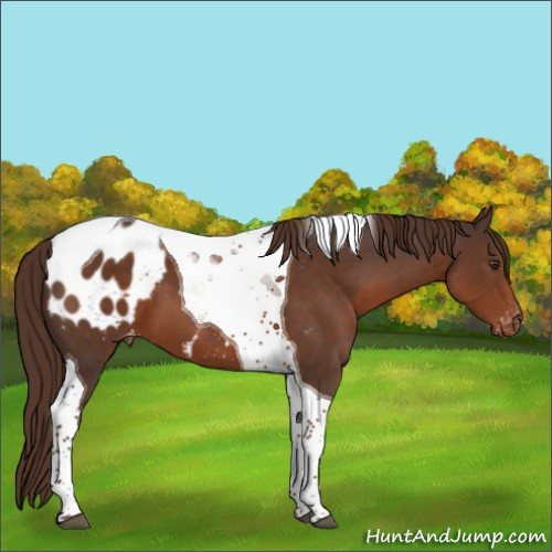 Horse Color:Liver Chestnut Tobiano Appaloosa 