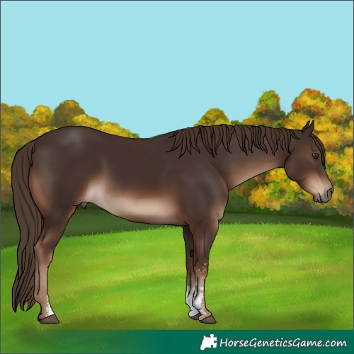 Horse Color:Liver Chestnut Sabino