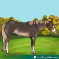 Horse Color:Liver Chestnut Sabino