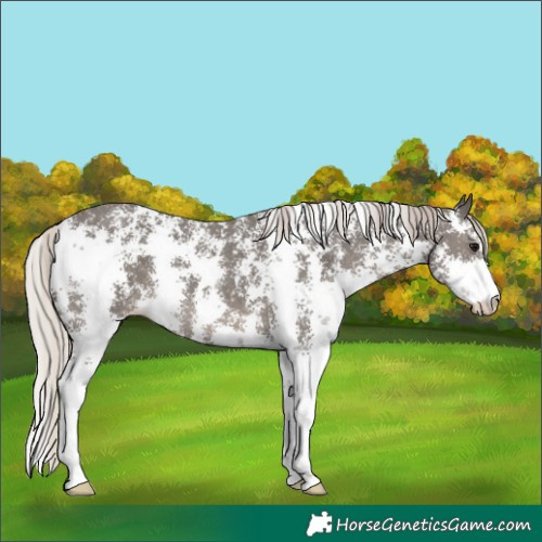 Horse Color:Silver Black Sabino