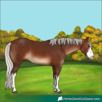 Horse Color:White Spotted Silver Brown 
