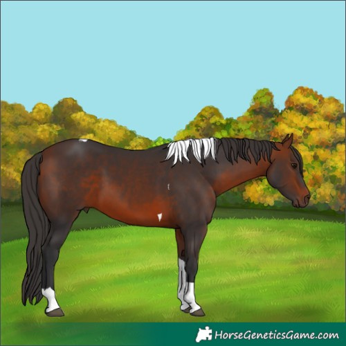 Horse Color:Bay Tobiano 