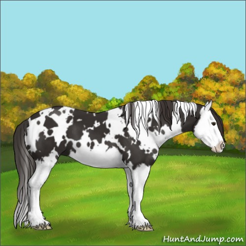 Horse Color:White Spotted Liver Chestnut Splash 