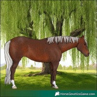 Horse Color:Silver Brown
