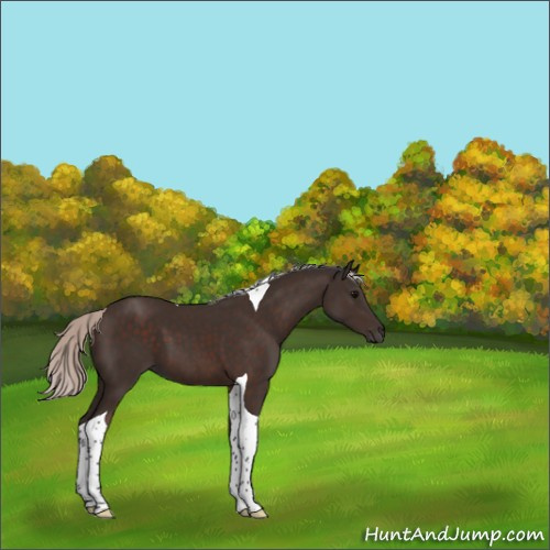 Horse Color:Silver Brown Tobiano 