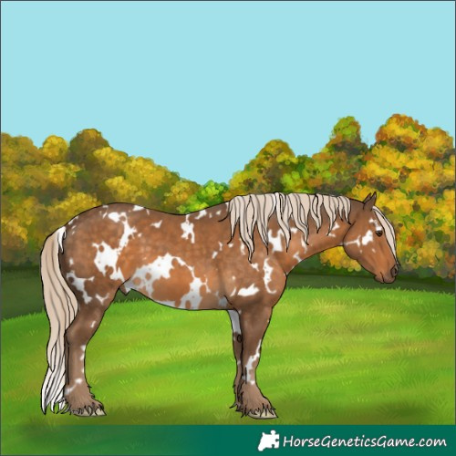 Horse Color:White Spotted Chocolate Palomino 