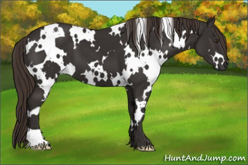 Horse Color:White Spotted Liver Chestnut 