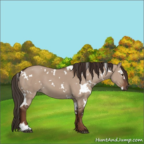 Horse Color:White Spotted Liver Red Dun 