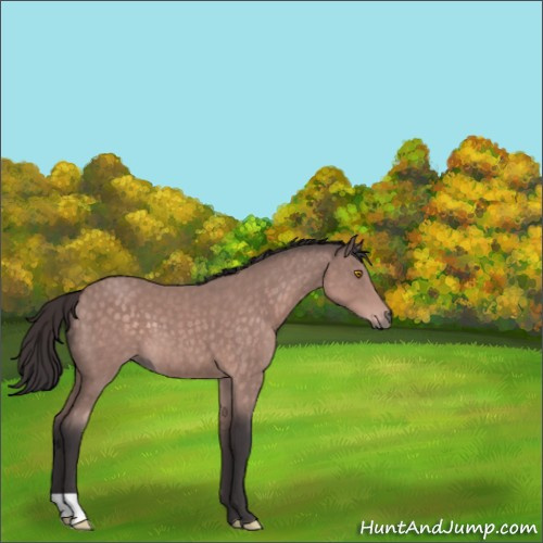 Horse Color:Platinum Buckskin 