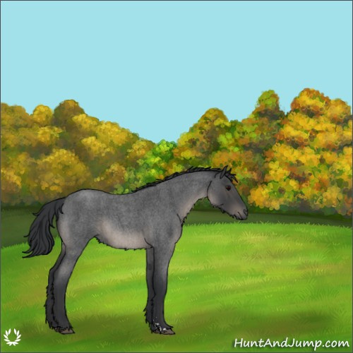Horse Color:Blue Roan Sabino
