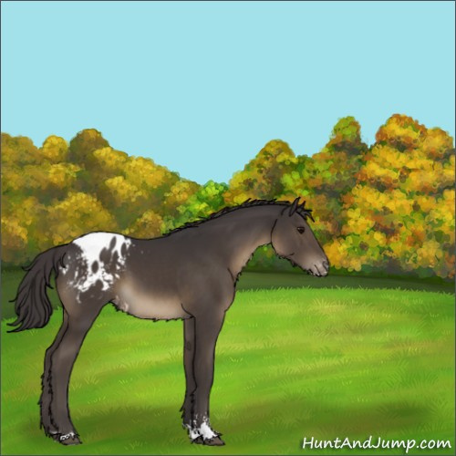 Horse Color:Smoky Black Sabino Appaloosa