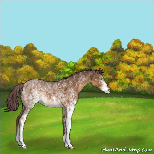 Horse Color:White Spotted Chocolate Buckskin 