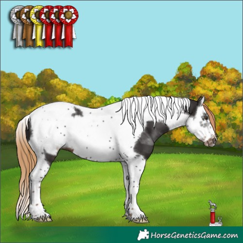 Horse Color:Liver Chestnut Splash Tobiano Frame 