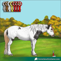 Horse Color:Liver Chestnut Splash Tobiano Frame 