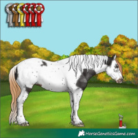 Horse Color:Liver Chestnut Splash Tobiano Frame 