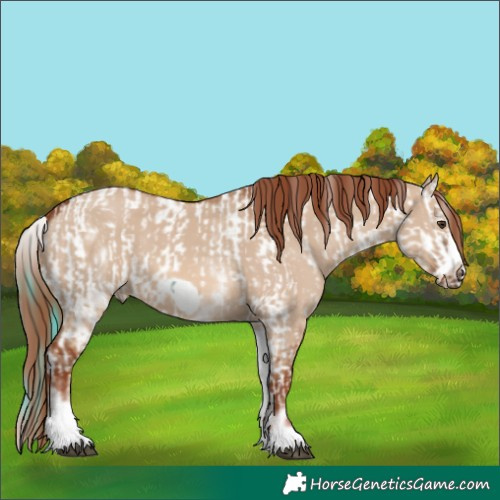 Horse Color:White Spotted Liver Red Dun Appaloosa Rabicano  and White Spotted Red Dun Frame Rabicano 