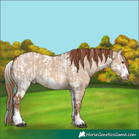 Horse Color:White Spotted Liver Red Dun Appaloosa Rabicano  and White Spotted Red Dun Frame Rabicano 