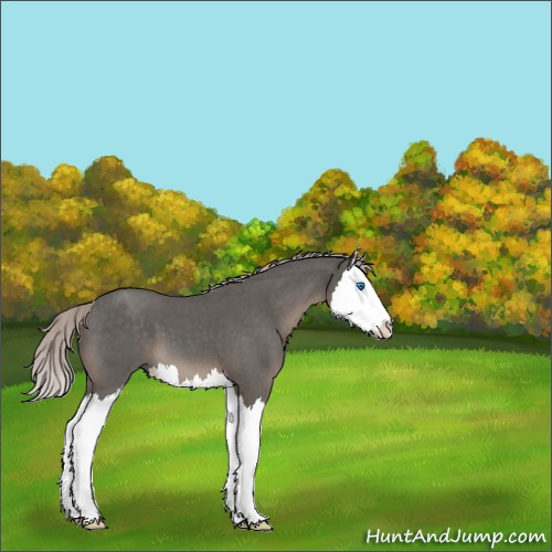 Horse Color:Silver Blue Roan Splash