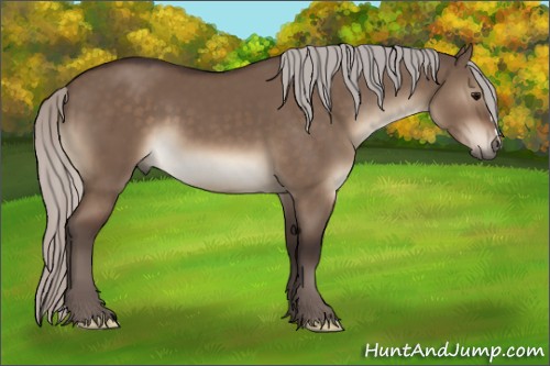 Horse Color:Silver Brown Dun 