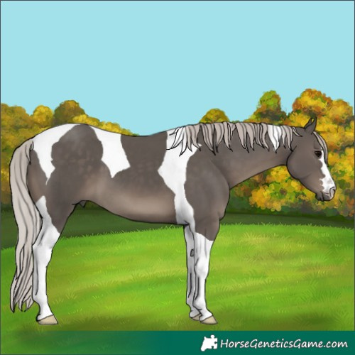 Horse Color:Silver Black Tobiano 