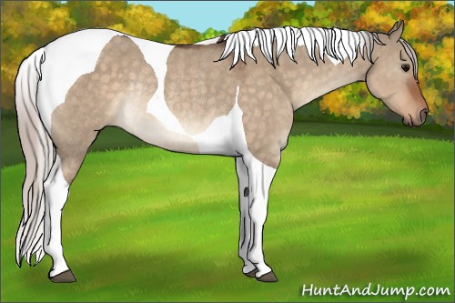 Horse Color:Silver Brown Dun Tobiano Rabicano 